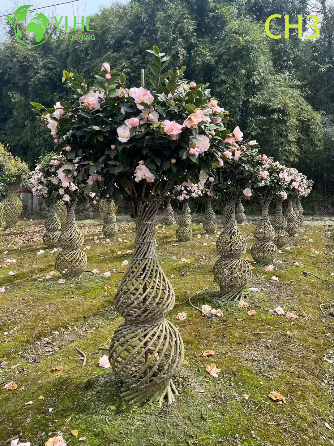 Bons&aacute;i de &aacute;rbol topiario de camelia con tronco tejido esculpido al por mayor