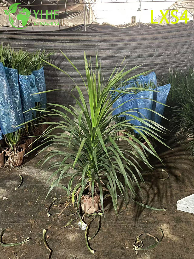 Оптовые живые растения Dracaena Fragrans 'Massangeana' для домашнего декора бонсай
