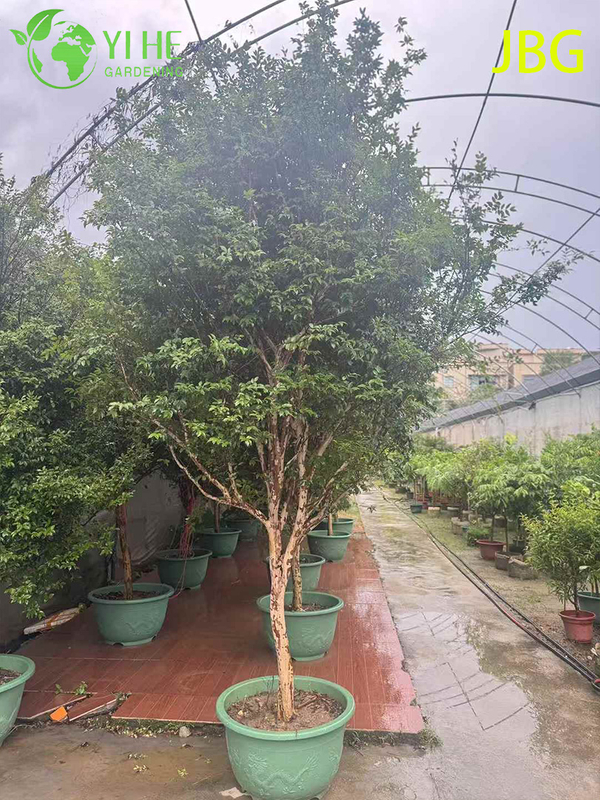 Пышное вечнозеленое дерево джабутикаба со съедобными плодами, похожими на виноград, бонсай