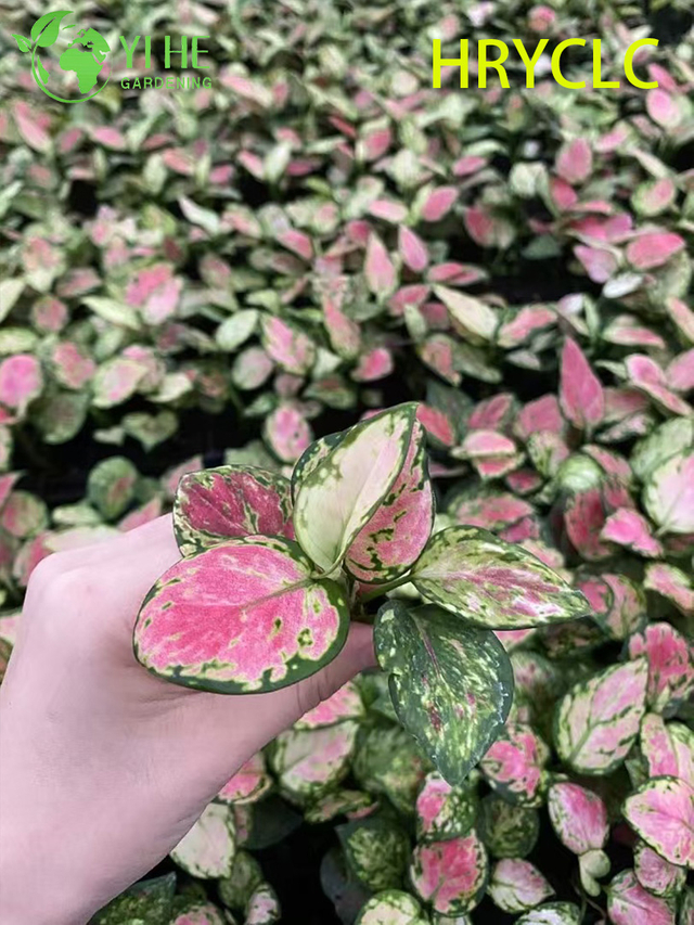Piantine sempreverdi cinesi all'ingrosso della spina di avviamento di Aglaonema Red Valentine Live