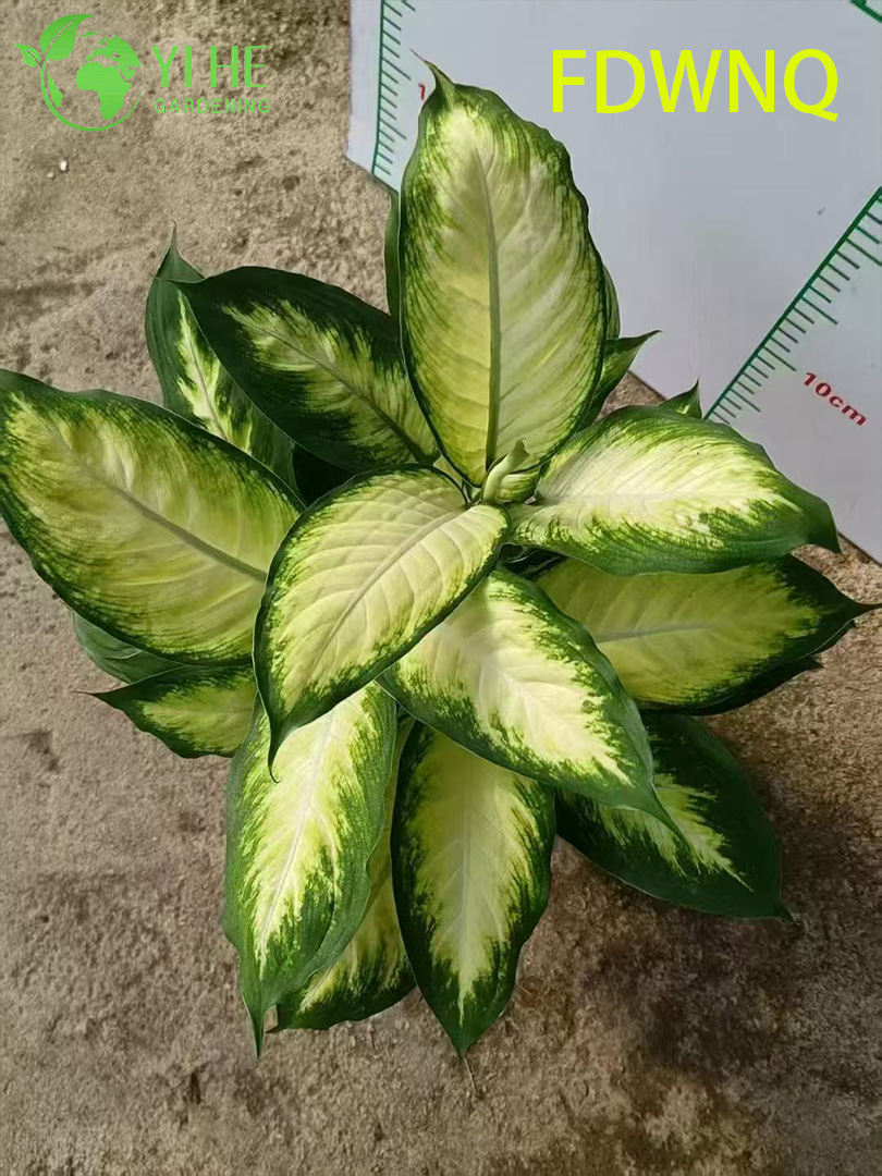 Atacado Dieffenbachia Camille Live Variegated Mudo Cane Starter Plug Mudas