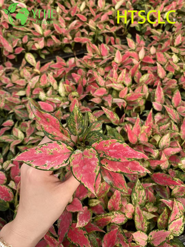 Piantine sempreverdi cinesi all'ingrosso della spina di avviamento di Aglaonema Red Angel Live