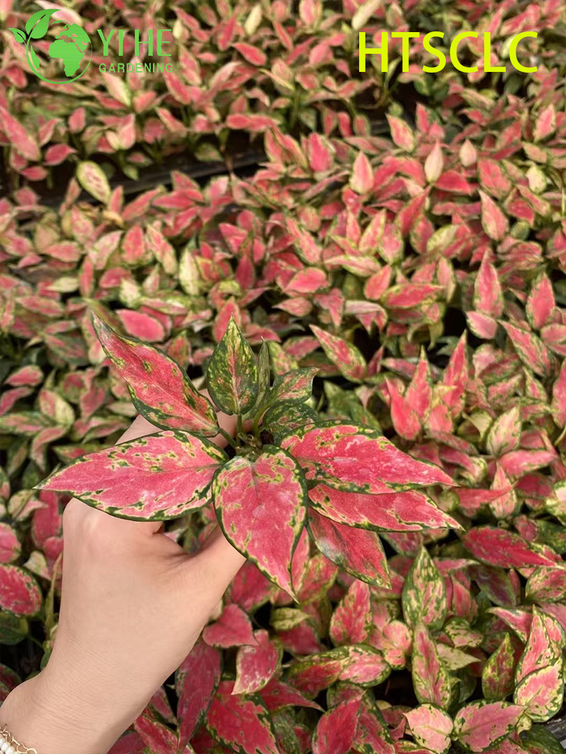 الجملة Aglaonema الأحمر الملاك لايف الصينية الخضرة كاتب المكونات الشتلات