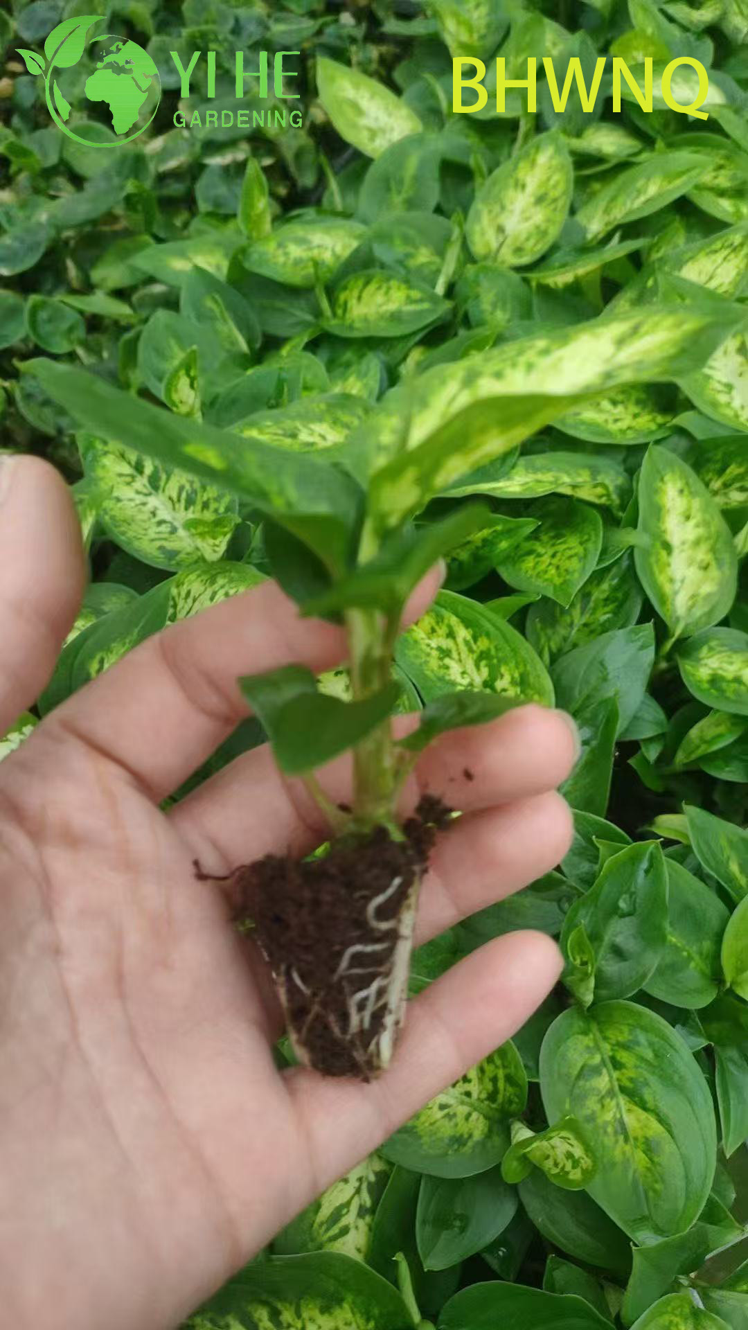 Piantine all'ingrosso di Dieffenbachia White Flame Live Dumb Cane Starter Plug