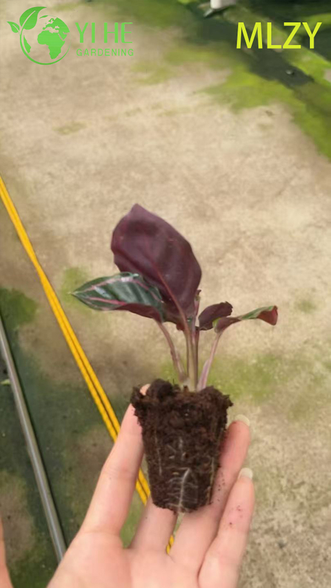 ຂາຍສົ່ງ Calathea Peacock Plant Live ການອະທິຖານ Plant Starter Plug ເບ້ຍ