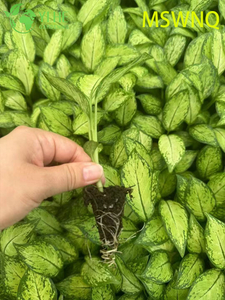 Dieffenbachia Marsha 라이브 잡색 멍청한 지팡이 플러그 모종 도매