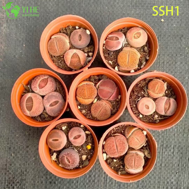 Lithops vivants, pierres vivantes, plantes assorties, bonsa&iuml; succulents &agrave; fleurs, vente en gros