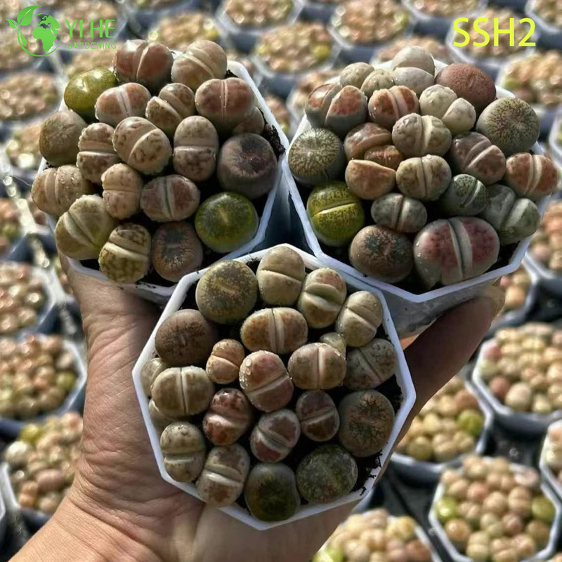 ຂາຍສົ່ງອອກດອກສີຂາວ Lithops ຫີນດໍາລົງຊີວິດຫຼາກຫຼາຍຊະນິດພືດ succulent Bonsai