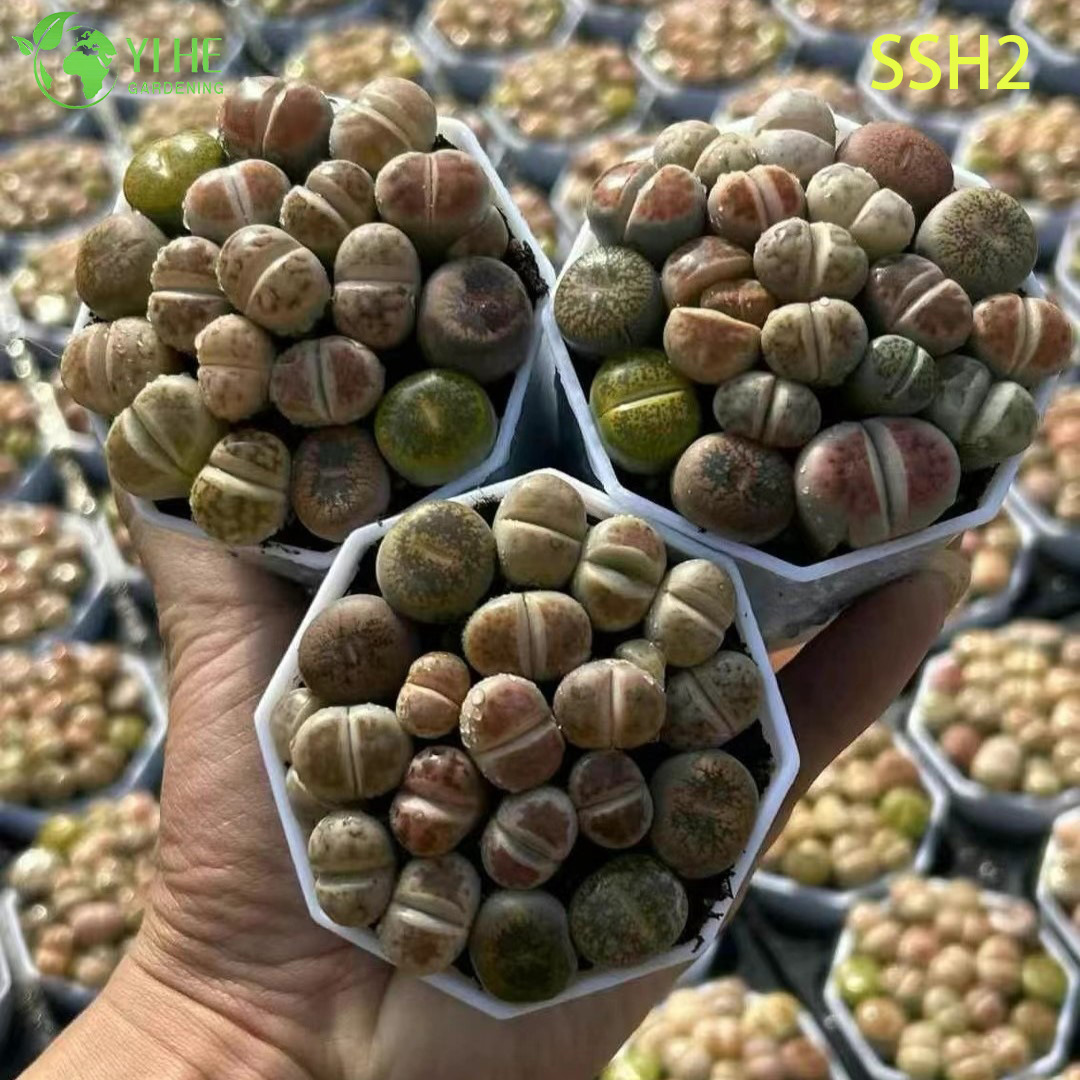 ຂາຍສົ່ງອອກດອກສີຂາວ Lithops ຫີນດໍາລົງຊີວິດຫຼາກຫຼາຍຊະນິດພືດ succulent Bonsai