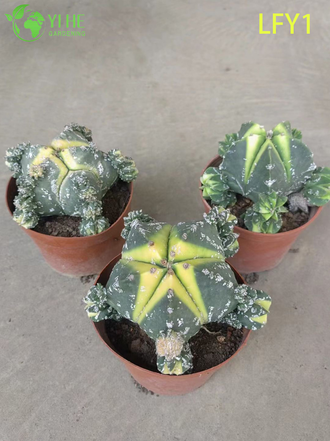 Cactus Astrophytum panach&eacute; vivant en gros pour bonsa&iuml; de p&eacute;pini&egrave;re succulente de collectionneur