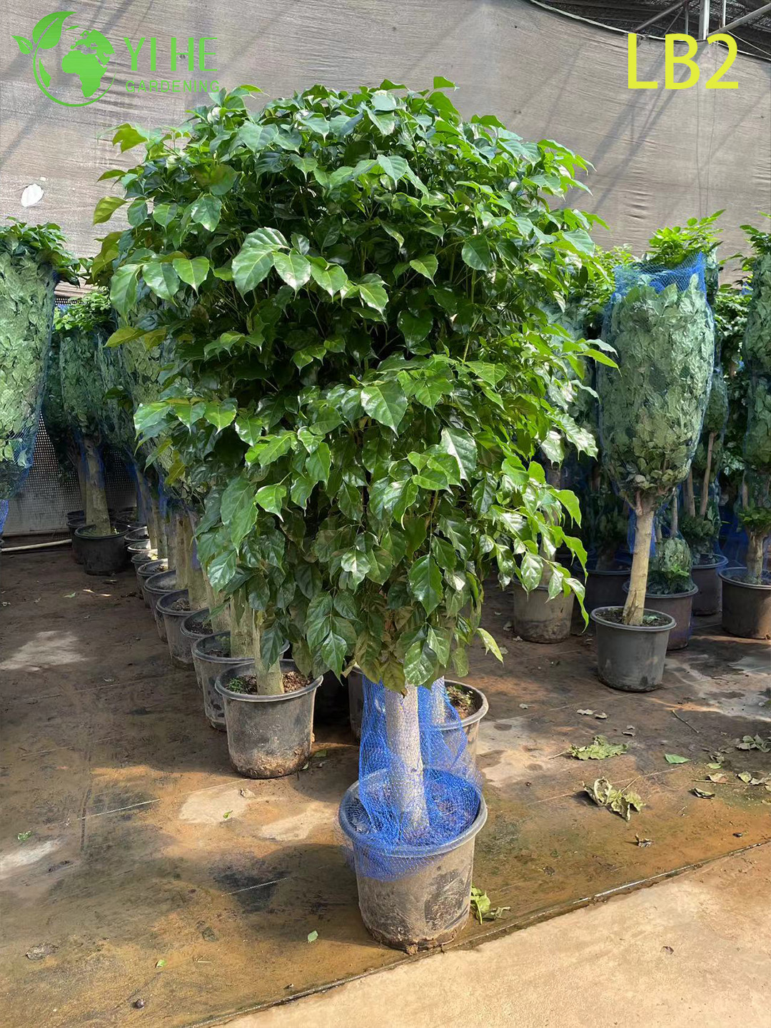 Топиарий с одним шаром, китайская кукла, стандартная оптовая продажа, дерево Радермачера, комнатное лиственное дерево