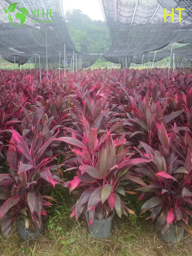 Usine de Ti de Cordyline de rubis rouge en gros pour l'am&eacute;nagement paysager tropical bonsa&iuml;