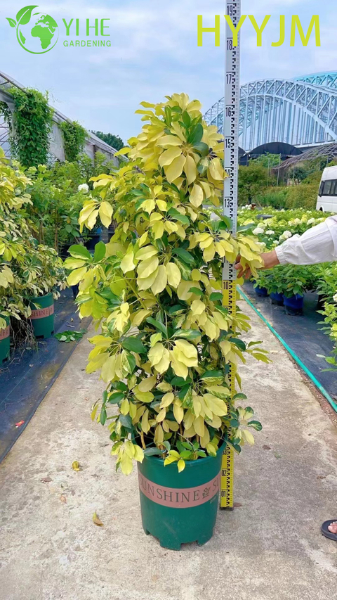 Goldener bunter Schefflera-Regenschirmbaum-Bonsai im Gro&szlig;handel