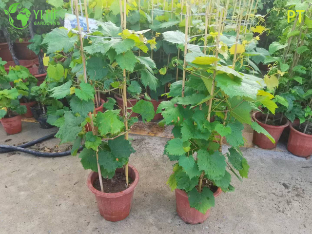 Albero bonsai di pianta di vite di qualit&agrave; da vigneto Vitis Vinifera