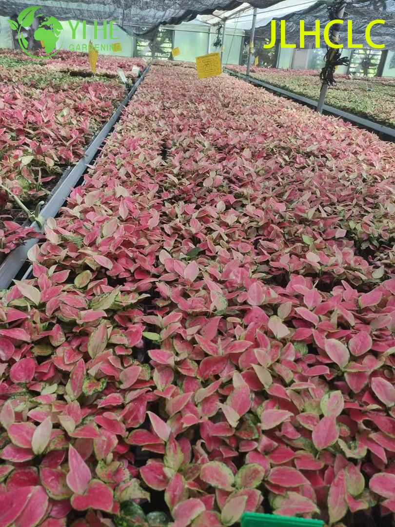 Aglaonema 상서로운 빨간색빨간 중국 상록다채로운 관엽 식물행운 식물 모종
