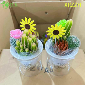 DIY Mini-Sukkulenten-Kaktus-Garten-Set f&uuml;r Desktop-B&uuml;ro-Dekoration, Bonsai