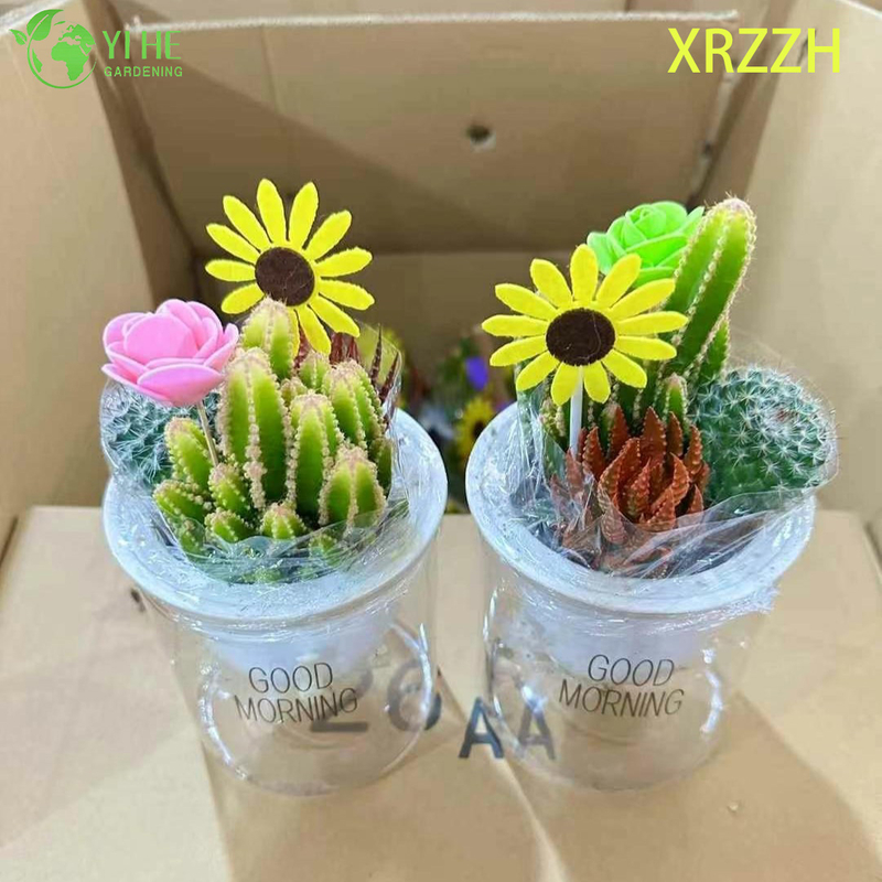 Kit de jardim de mini cactos suculentos fa&ccedil;a voc&ecirc; mesmo para bonsai de decora&ccedil;&atilde;o de escrit&oacute;rio de mesa