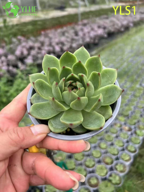 Atacado Echeveria Agavoides Batom Planta Suculenta Viva Bonsai