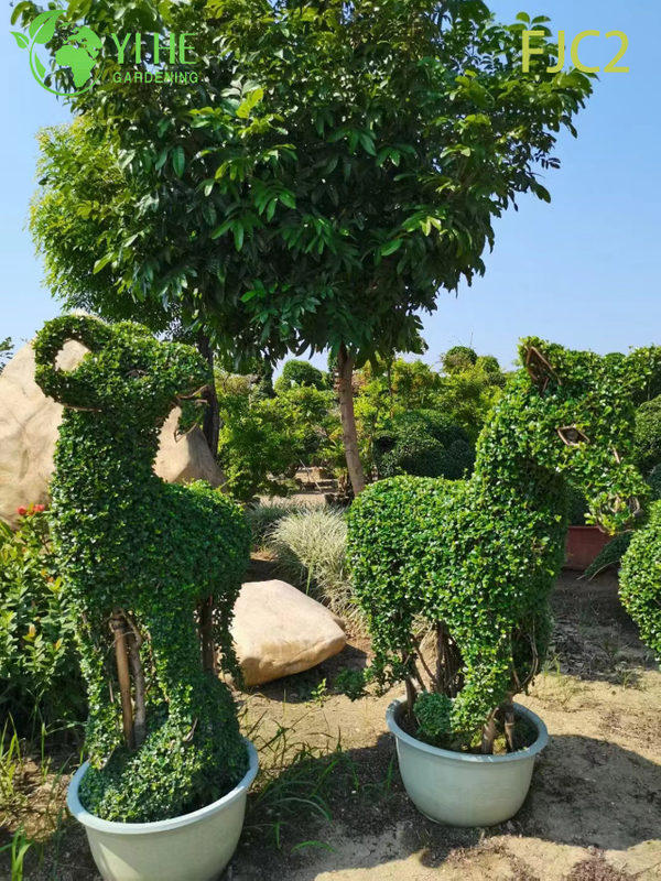 Live Fukien ຊາ Bonsai ຕົ້ນໄມ້ Carmona Mfcrophylla Indoor Plant Bonsai