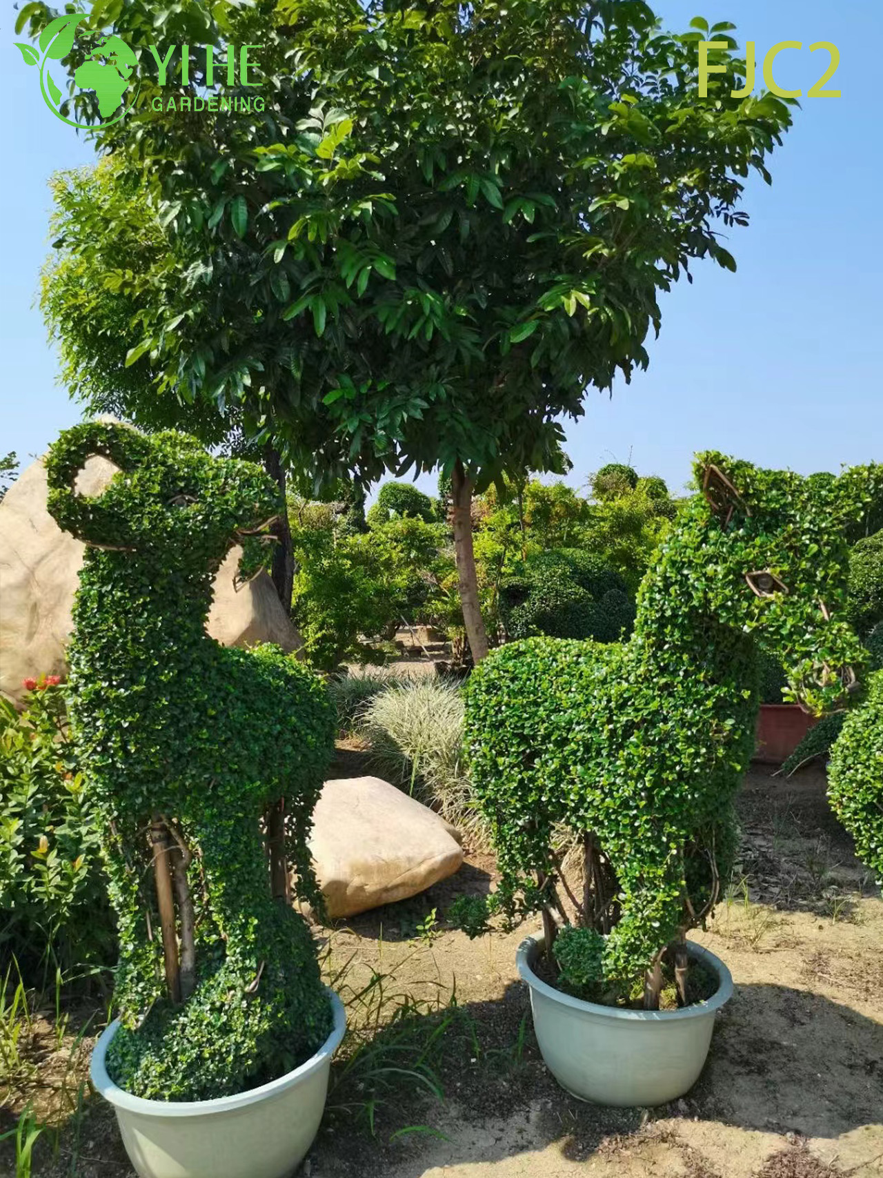 Live Fukien ຊາ Bonsai ຕົ້ນໄມ້ Carmona Mfcrophylla Indoor Plant Bonsai