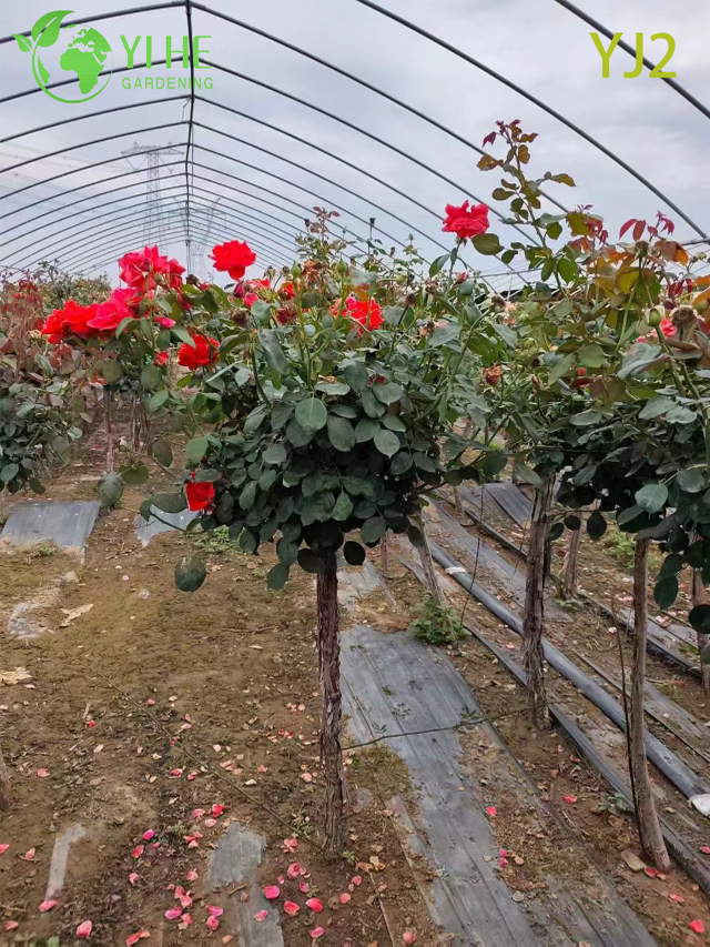 Оптовое красное стандартное дерево Rosa Chinensis для садового озеленения бонсай