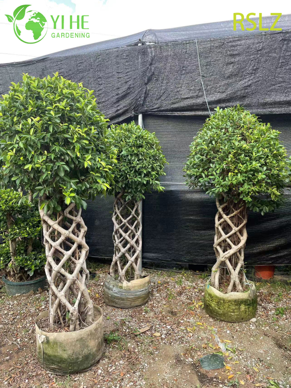 Tkana klatka Ficus, pleciony pień, żywa rzeźba roślinna Bonsai