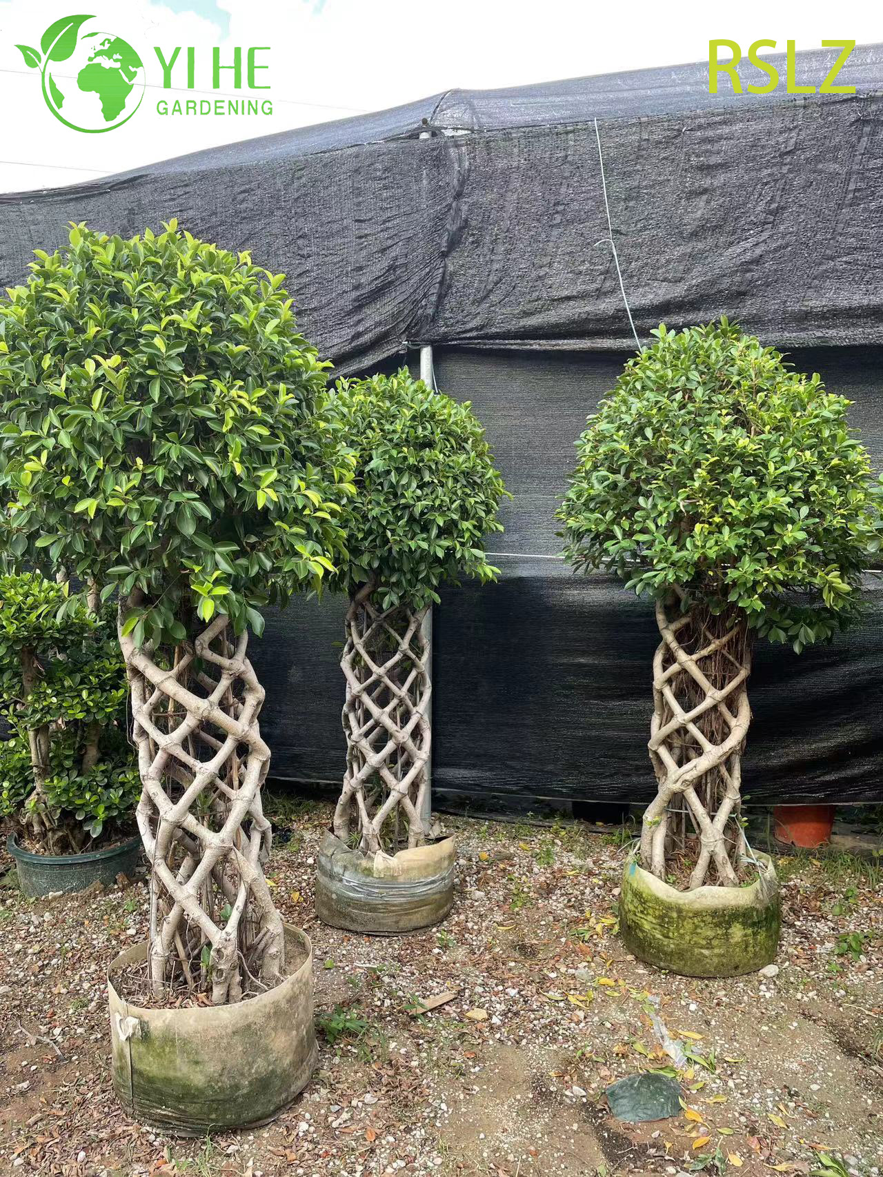 Tkana klatka Ficus, pleciony pień, żywa rzeźba roślinna Bonsai