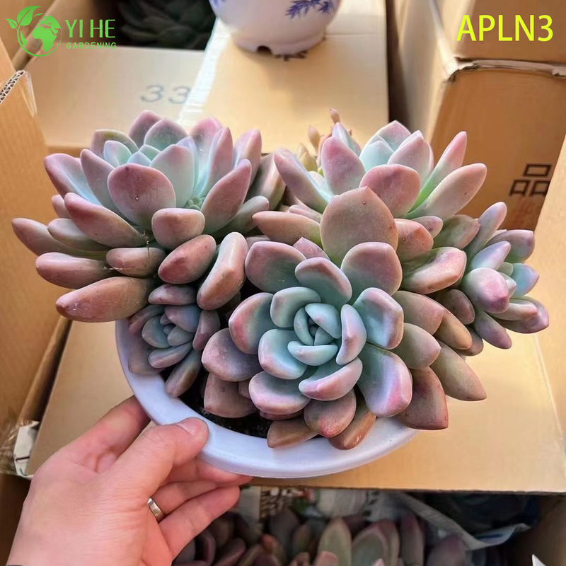 B&aacute;n bu&ocirc;n C&acirc;y cảnh mọng nước trưởng th&agrave;nh m&agrave;u hồng Opalina C&acirc;y cảnh sống