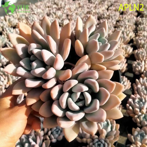 Groothandel Abrikoos Een Grim One Volwassen Succulent Clusterplant Bonsai