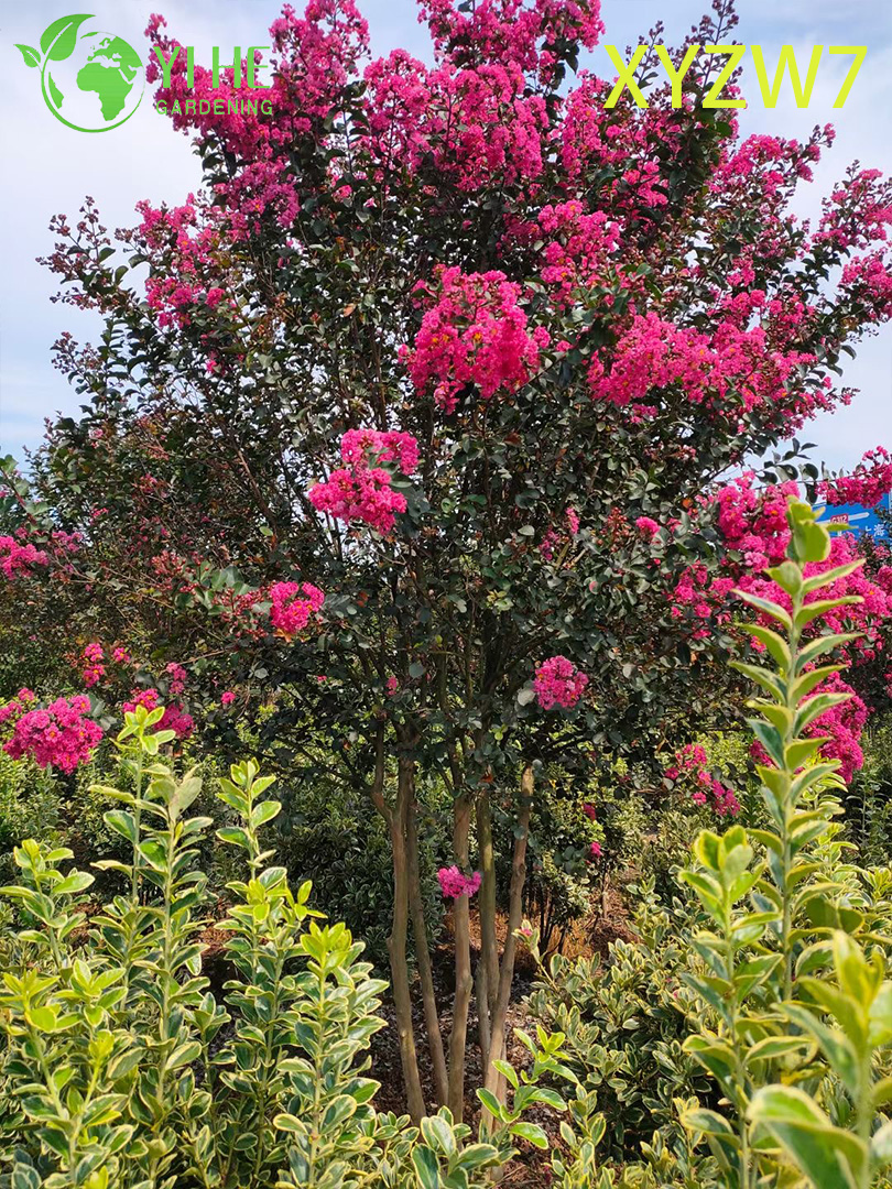 Multi - &aacute;rvore de Lagerstroemia do tronco, planta florescente do esp&eacute;cime do jar�im