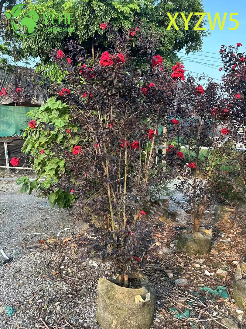 Sierpaars - blad Lagerstroemia parviflora, rood - bloeiende potplant