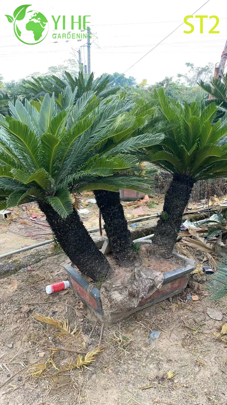 Bonsai Cycas Revoluta a tronco multiplo, palma da sago ornamentale sempreverde