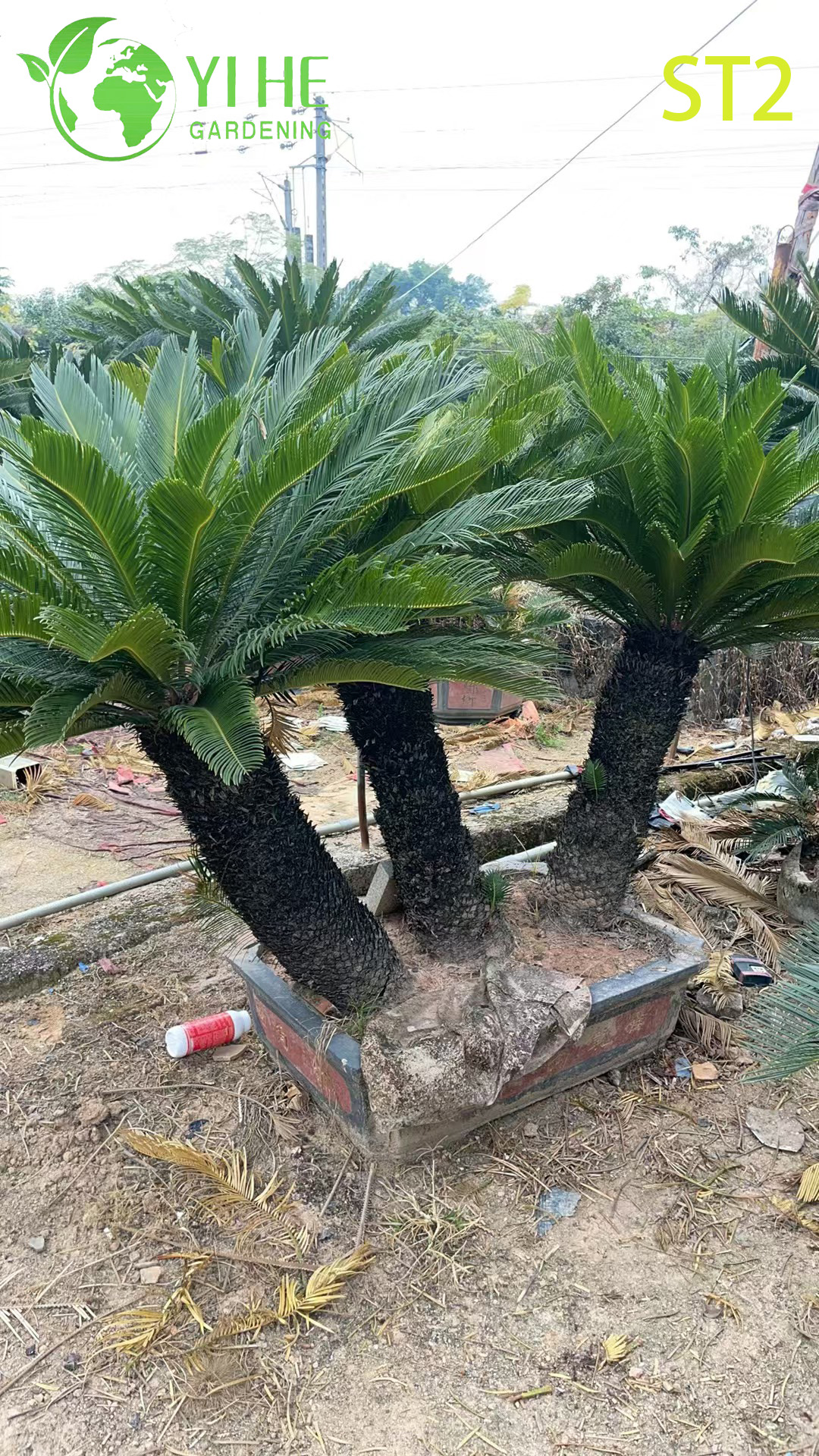 Bonsai Cycas Revoluta a tronco multiplo, palma da sago ornamentale sempreverde