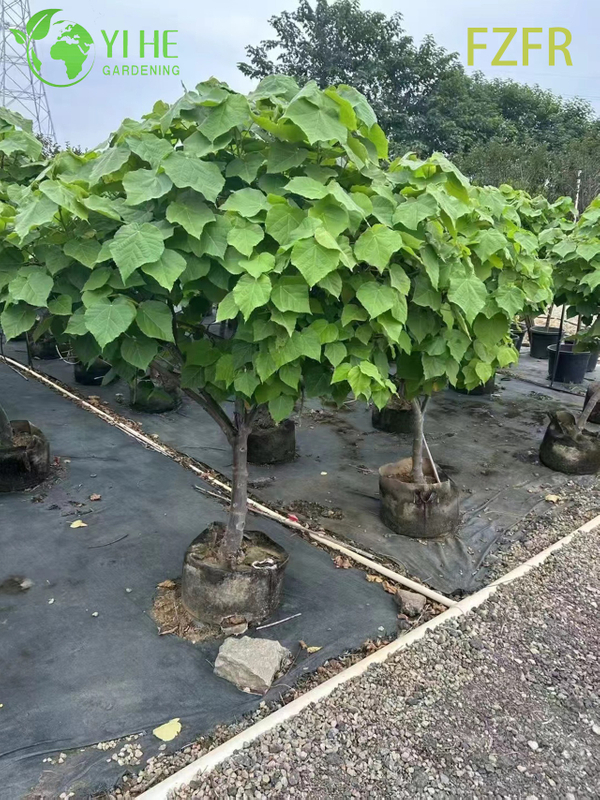 Цветение Dombeya wallichii, декоративное растение африканского тюльпанного кустарника
