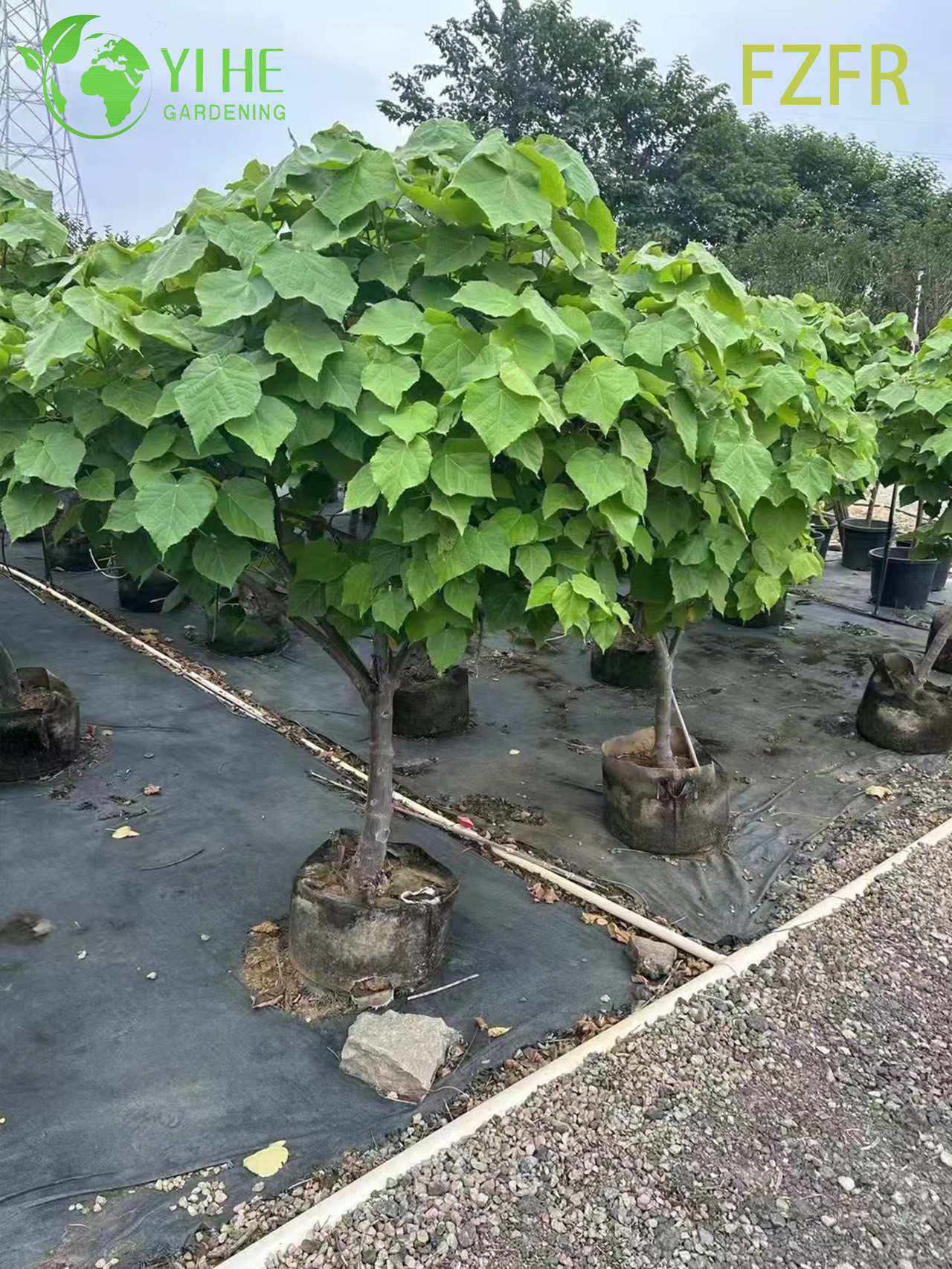 Цветение Dombeya wallichii, декоративное растение африканского тюльпанного кустарника