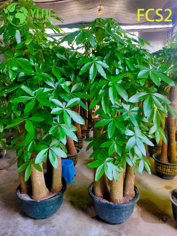Pachira macrocarpa ຂະຫນາດໃຫຍ່ທີ່ມີລໍາຕົ້ນຫນາ, ໃບໄມ້ທີ່ສວຍງາມສໍາລັບການຕົກແຕ່ງ, ຄວາມຈະເລີນຮຸ່ງເຮືອງ - ນໍາຕົ້ນໄມ້ເງິນ.