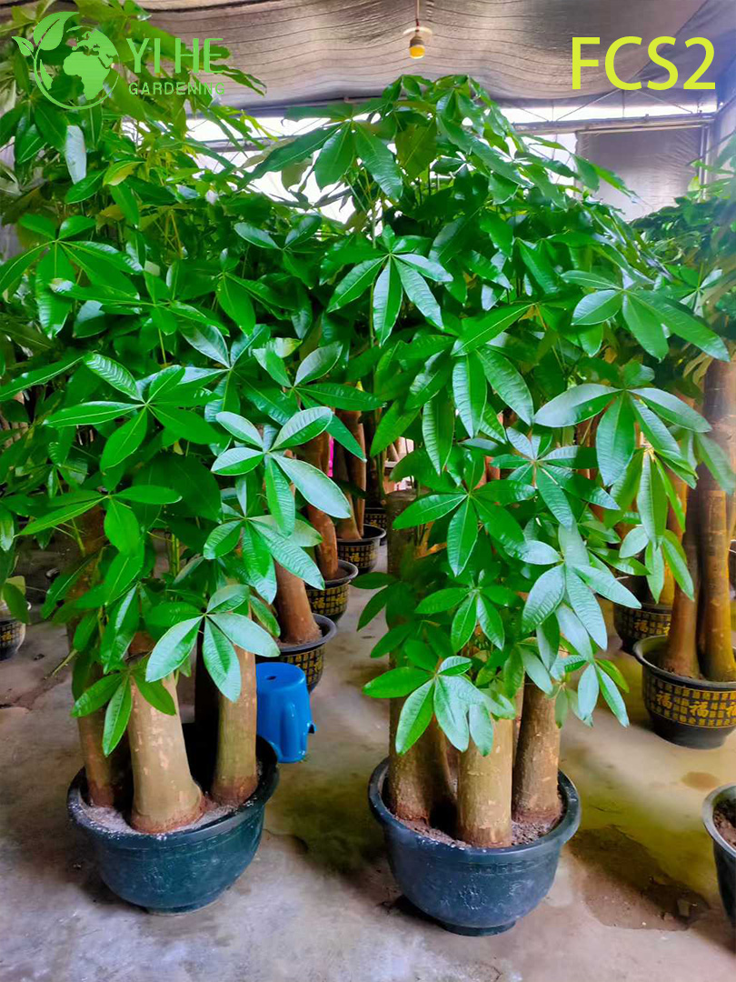 Pachira macrocarpa ຂະຫນາດໃຫຍ່ທີ່ມີລໍາຕົ້ນຫນາ, ໃບໄມ້ທີ່ສວຍງາມສໍາລັບການຕົກແຕ່ງ, ຄວາມຈະເລີນຮຸ່ງເຮືອງ - ນໍາຕົ້ນໄມ້ເງິນ.