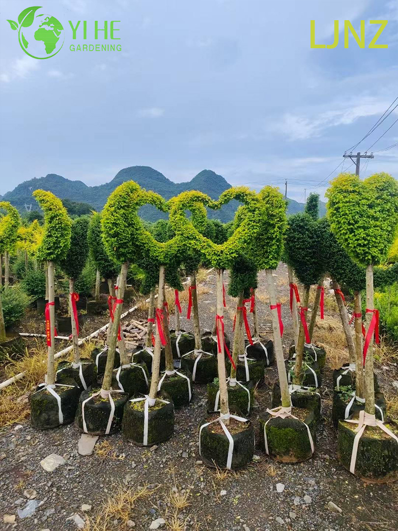 Ziergoldglänzender Ligusterstrauch für den Großhandelsexport