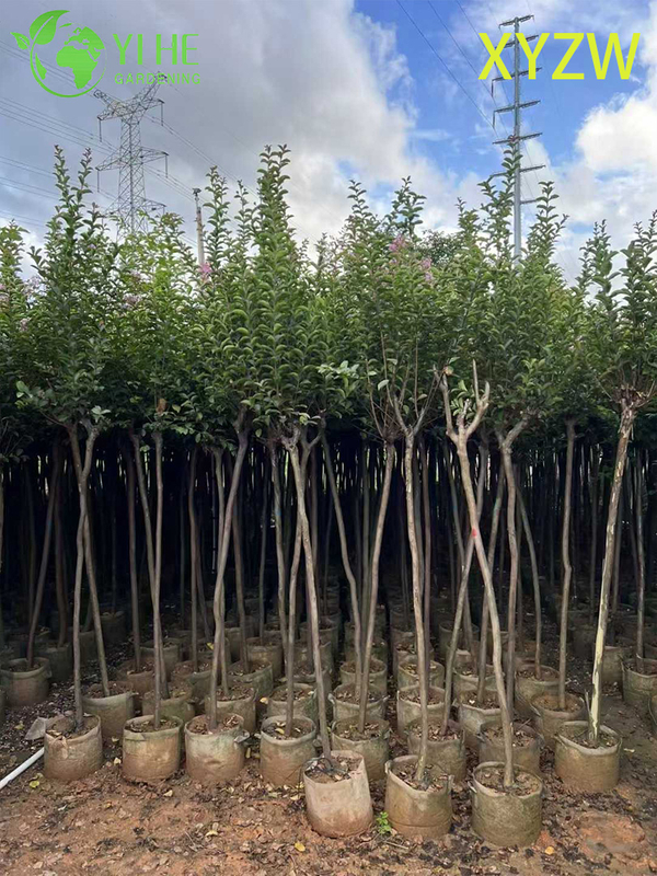 Albero di mirto nano ornamentale per l'esportazione all'ingrosso