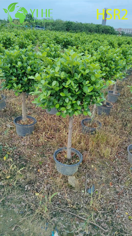 Evergreen Ficus Cone Multi-Ball Pom-Pom Tree សម្រាប់ការរចនាទេសភាព