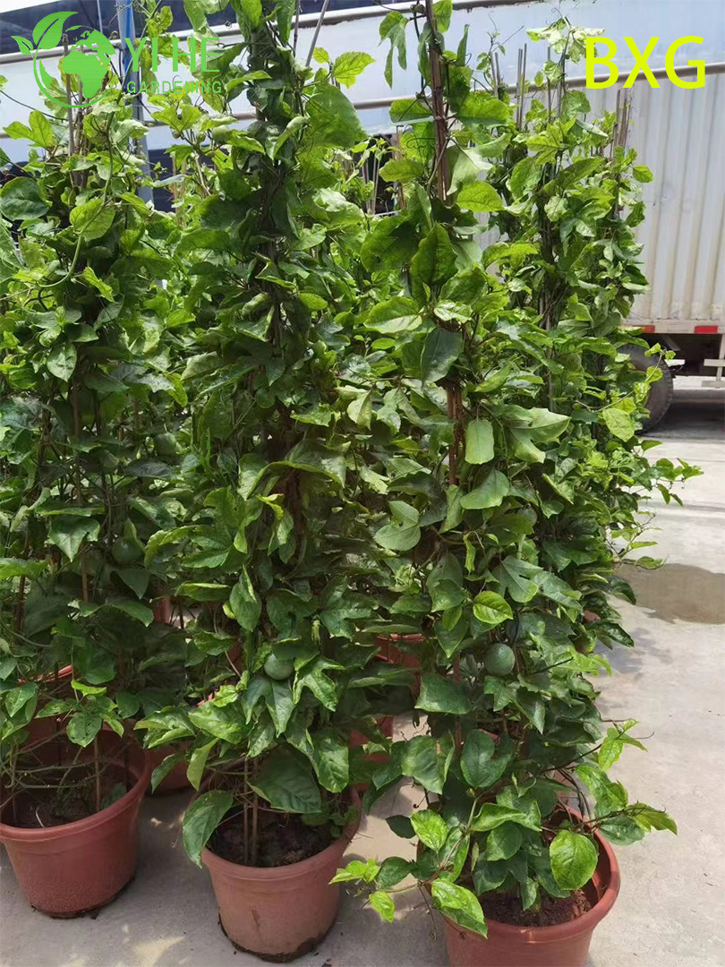 លក់ដុំផ្លែឈើ Passion Fruit Plant Passiflora Vine សម្រាប់នាំចេញ Bonsai