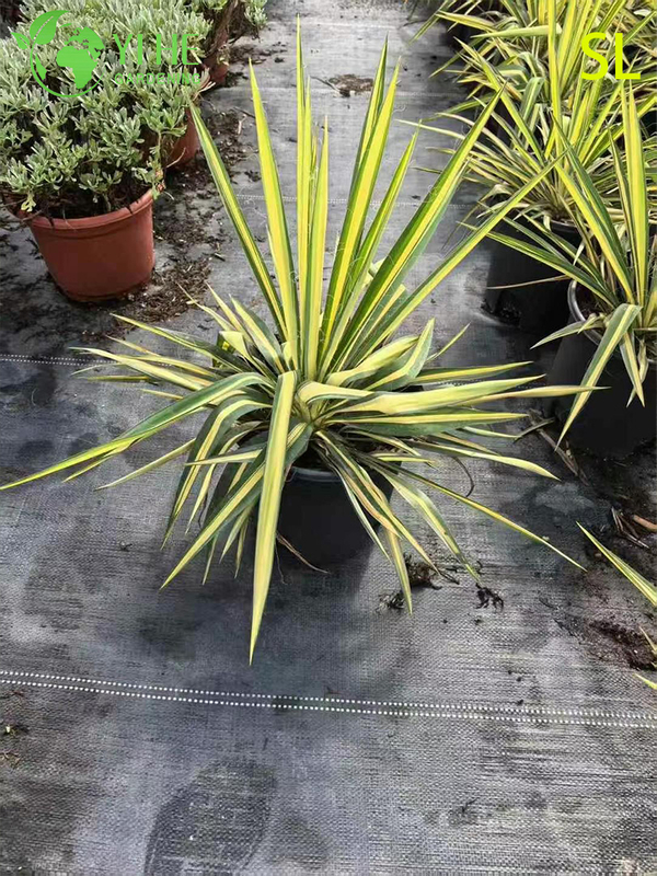 Оптовая архитектурная юкка, живая розетка, ландшафтный дизайн, бонсай