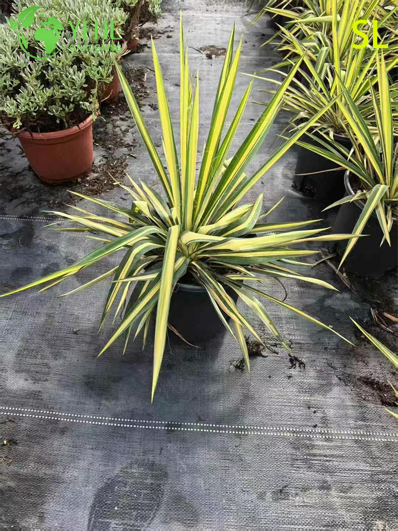 Оптовая архитектурная юкка, живая розетка, ландшафтный дизайн, бонсай