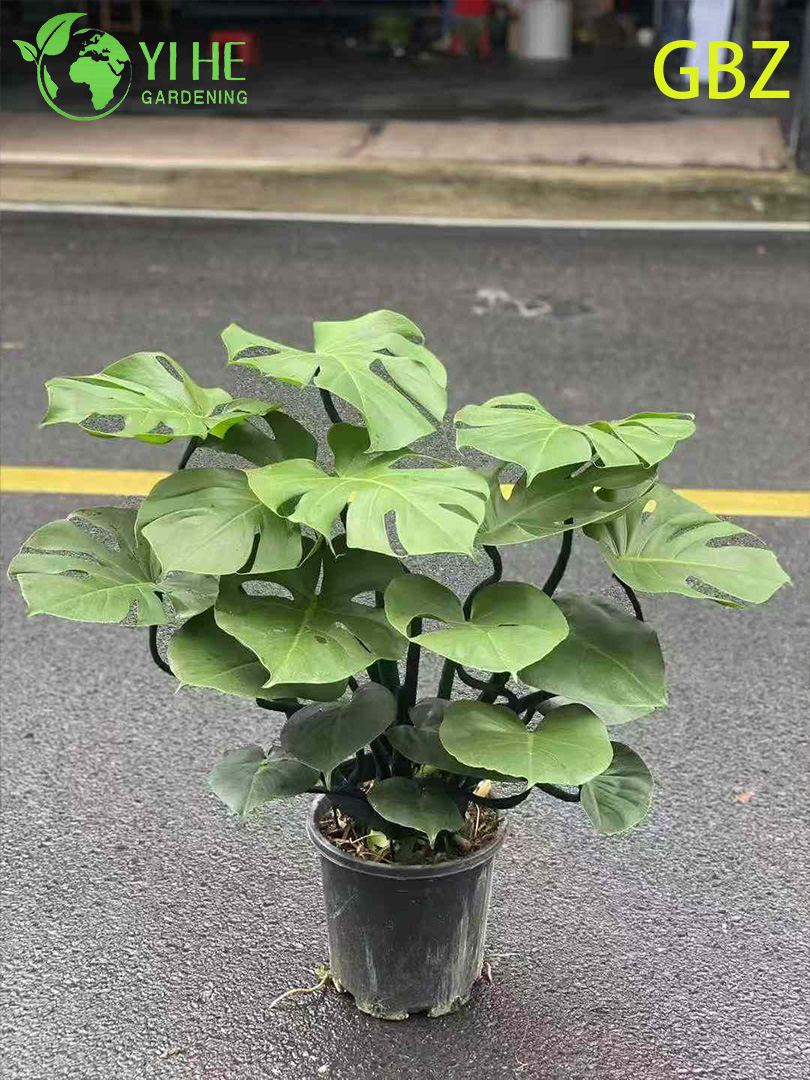 ຕົ້ນໄມ້ປູກຕົ້ນ Monstera Deliciosa ອ່ອນເຂດຮ້ອນ - ອາກາດຂຽວຕະຫຼອດປີ - ເຮັດໃຫ້ສີຂຽວໃນຮົ່ມບໍລິສຸດ