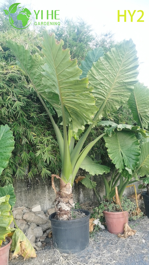 Pianta in vaso di alocasia tropicale a foglie grandi - Pianta sempreverde per interni ed esterni