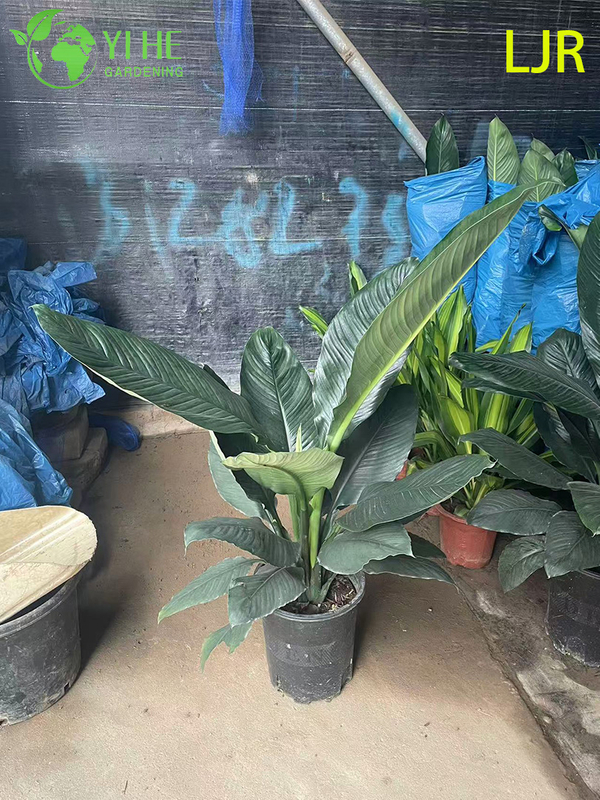 Grande folha Evergreen Spathiphyllum floribundum para planta de purifica&ccedil;&atilde;o de ar interna