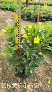 Arbuste &agrave; fleurs ornemental de laurier jaune, exportation en gros, qualit&eacute; sup&eacute;rieure