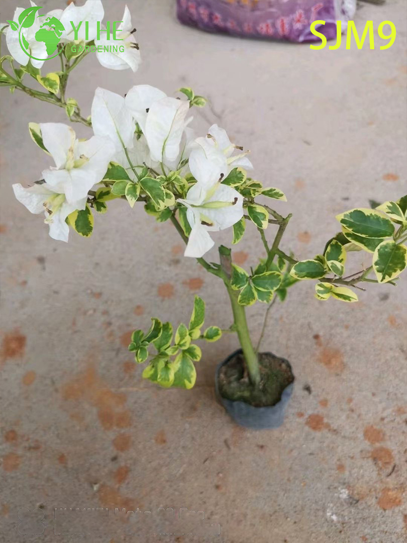 Groothandel Bougainvillea Startplanten Jonge Liners voor Kwekerij Bonsai