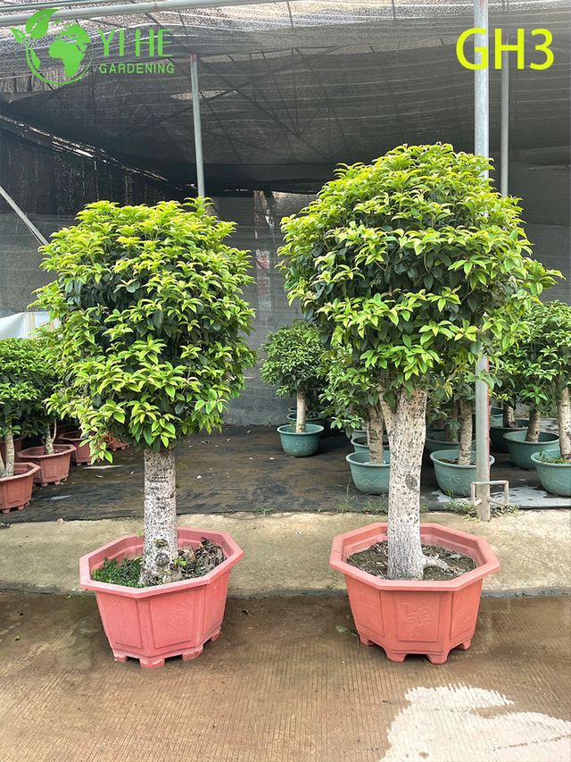 पॉटेड गोलाकार - आकार का ओस्मान्थस फ्रेग्रेंस बोनसाई पेड़