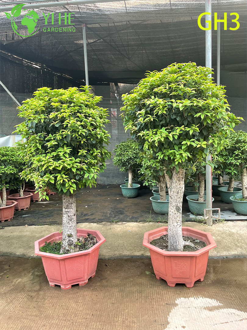 &Aacute;rbol bons&aacute;i Osmanthus Fragrans con forma globular en maceta
